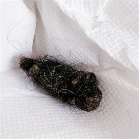 dog poop hanging by hair|treatment for hairballs in dogs.